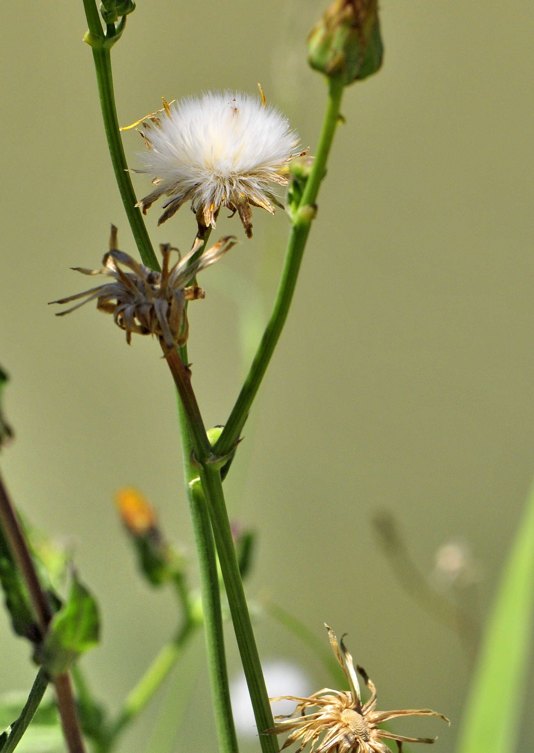 Sivun Sonchus maritimus subsp. aquatilis (Pourr.) Nym. kuva