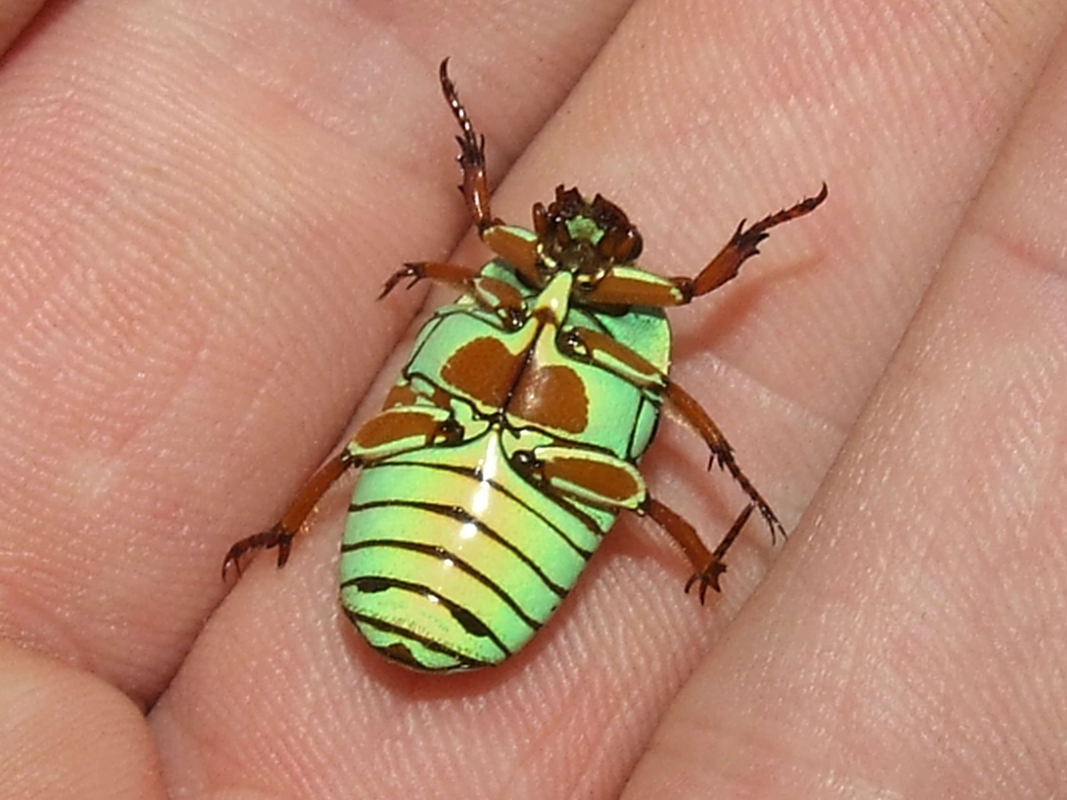 Image of flower chafers (beetles)