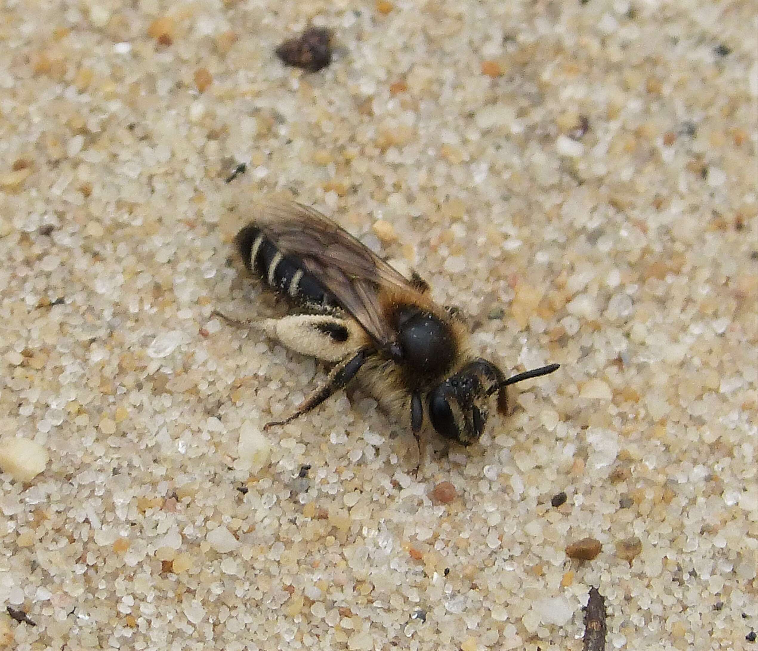 Image of Andrena argentata Smith 1844