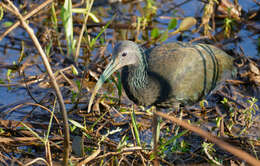 Image of Mesembrinibis Peters & JL 1930