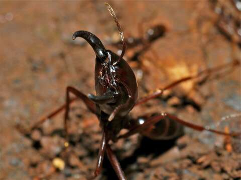 Image of Driver ants