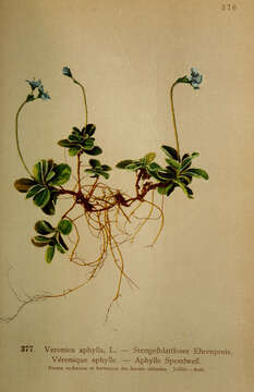 Image of leafless-stemmed speedwell