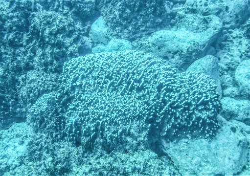 Image of Finger Coral