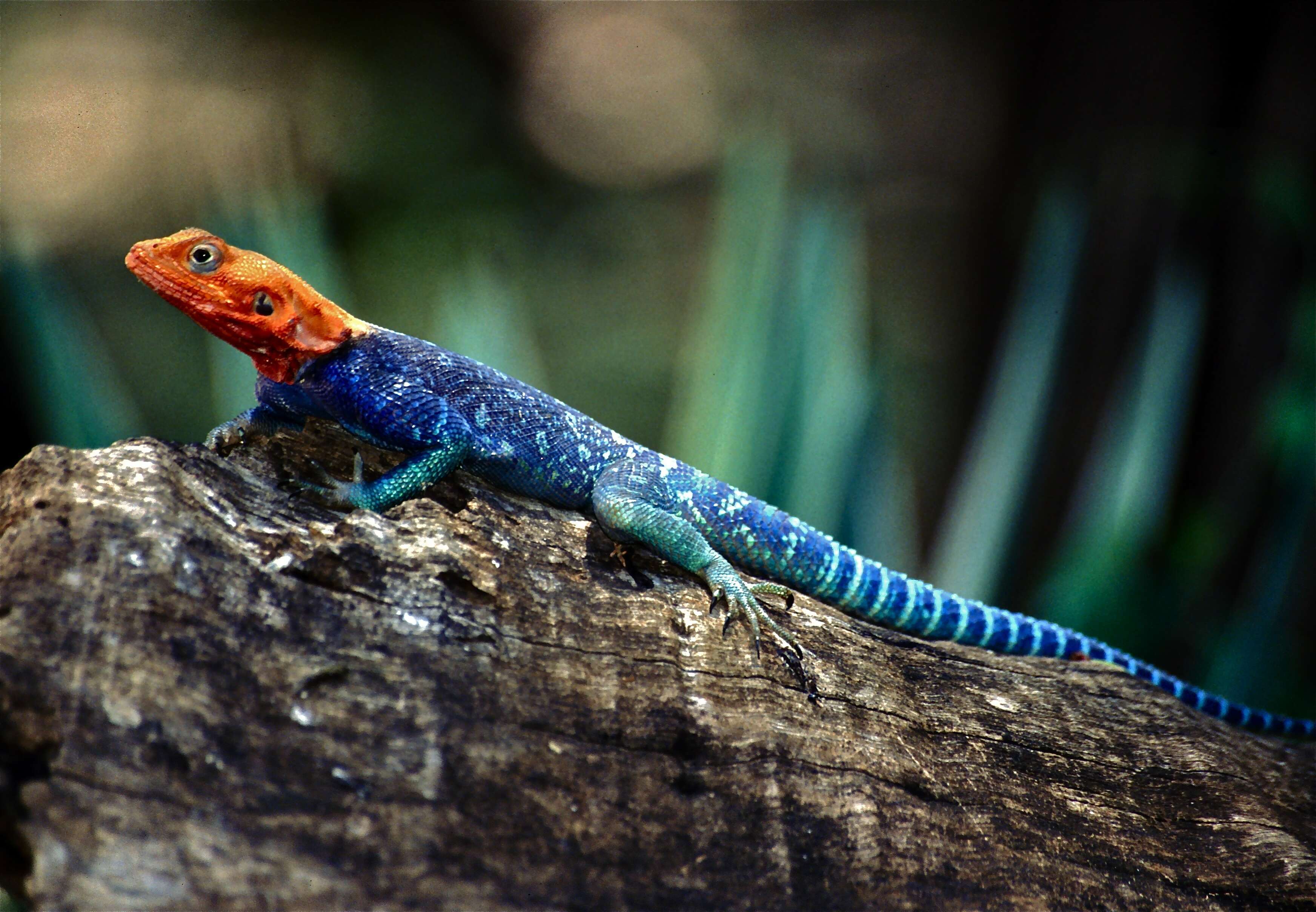 Sivun Agama agama (Linnaeus 1758) kuva