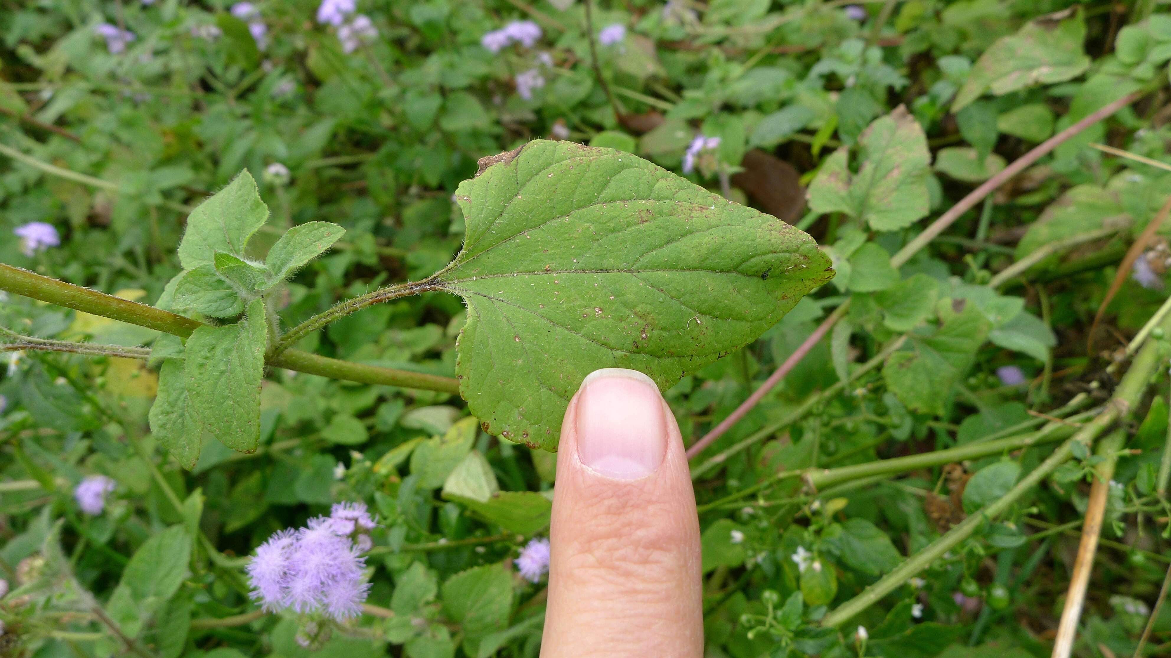 Image of whiteweed