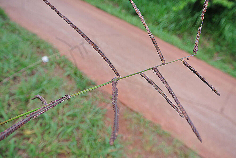 Image of brownseed paspalum