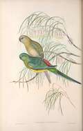 صورة Psephotus Gould 1845