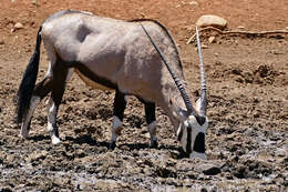 Image of Oryxes