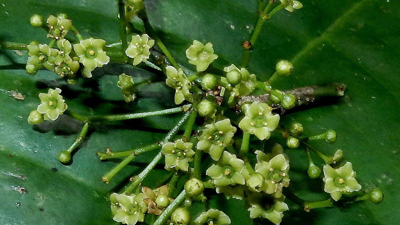 Tontelea mauritioides (A. C. Sm.) A. C. Sm.的圖片