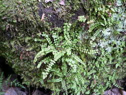 Image of maidenhair spleenwort