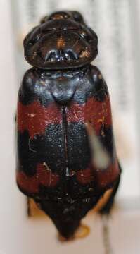 Image of Nicrophorus (Nicrophorus) interruptus (Stephens 1830)