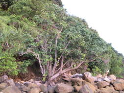Image of Xylocarpus
