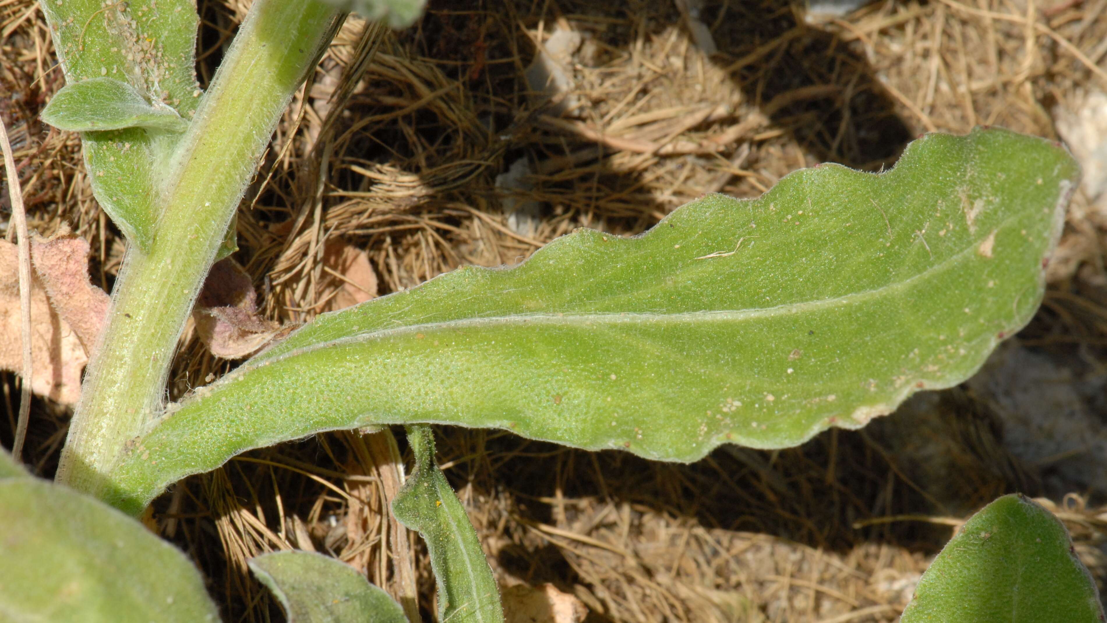 Image of Calendula suffruticosa Vahl