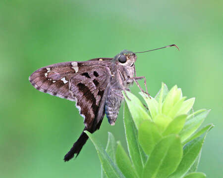 Image of Long-tailed Skipper