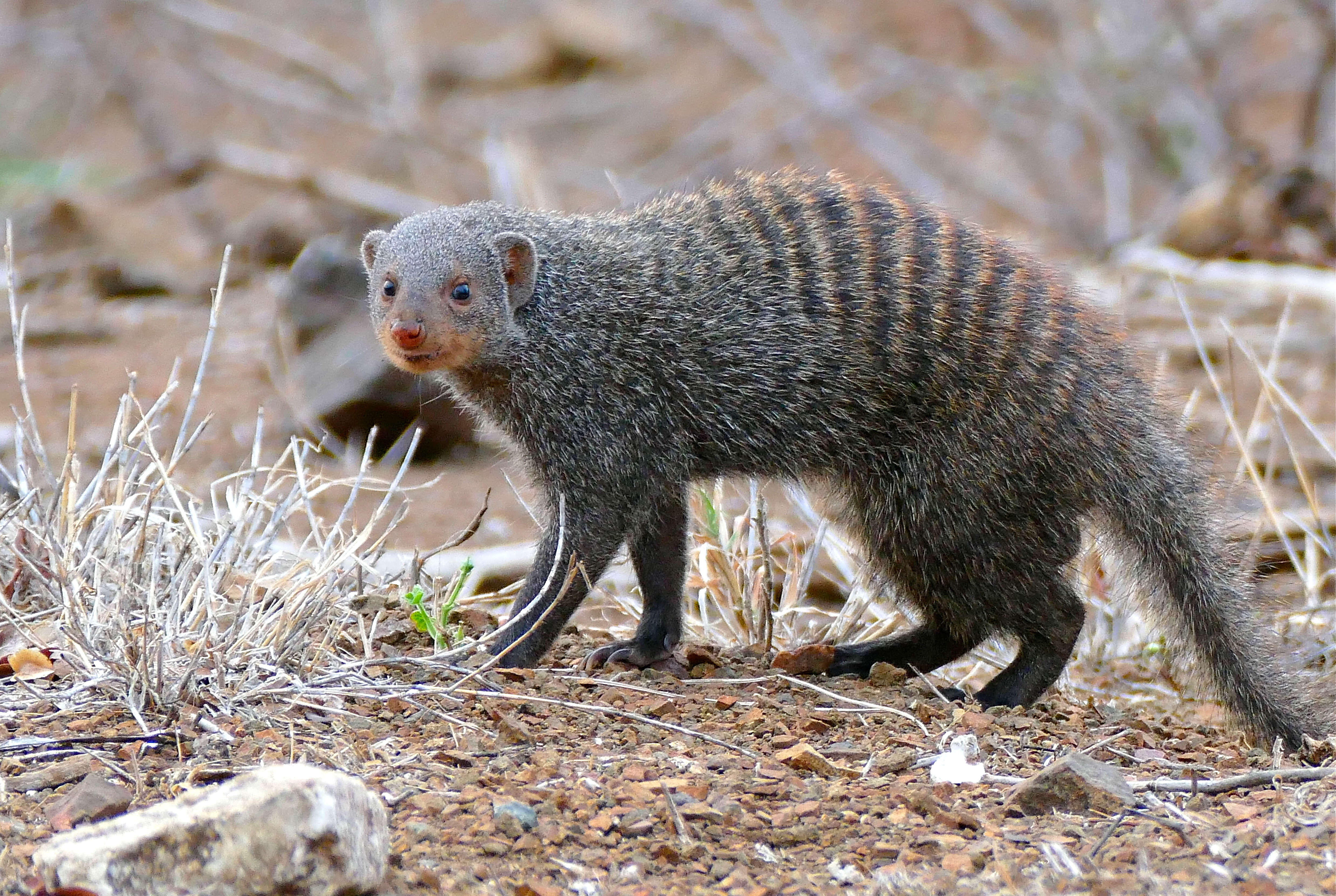 Image of Banded mongooses