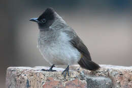 Image of Dark-capped Bulbul