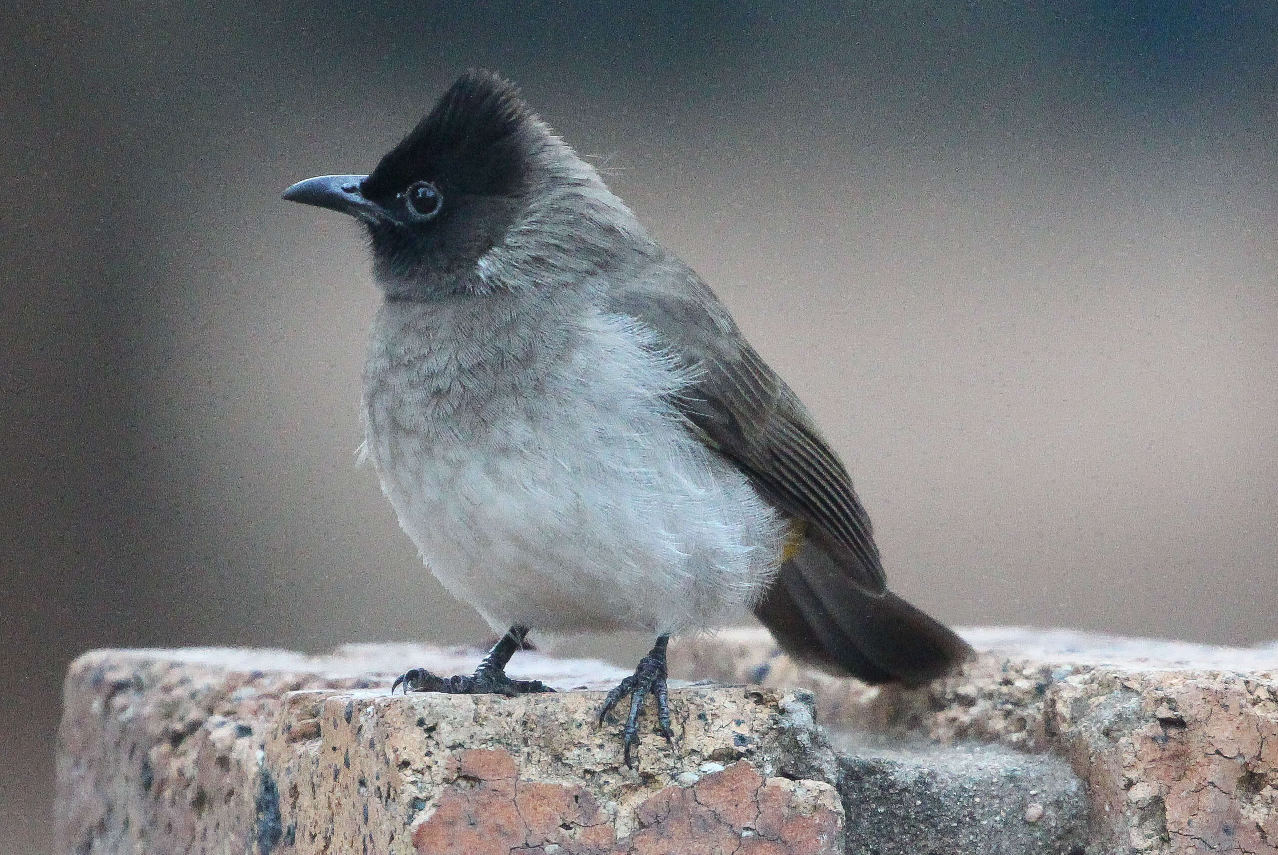 Image de Bulbul tricolore