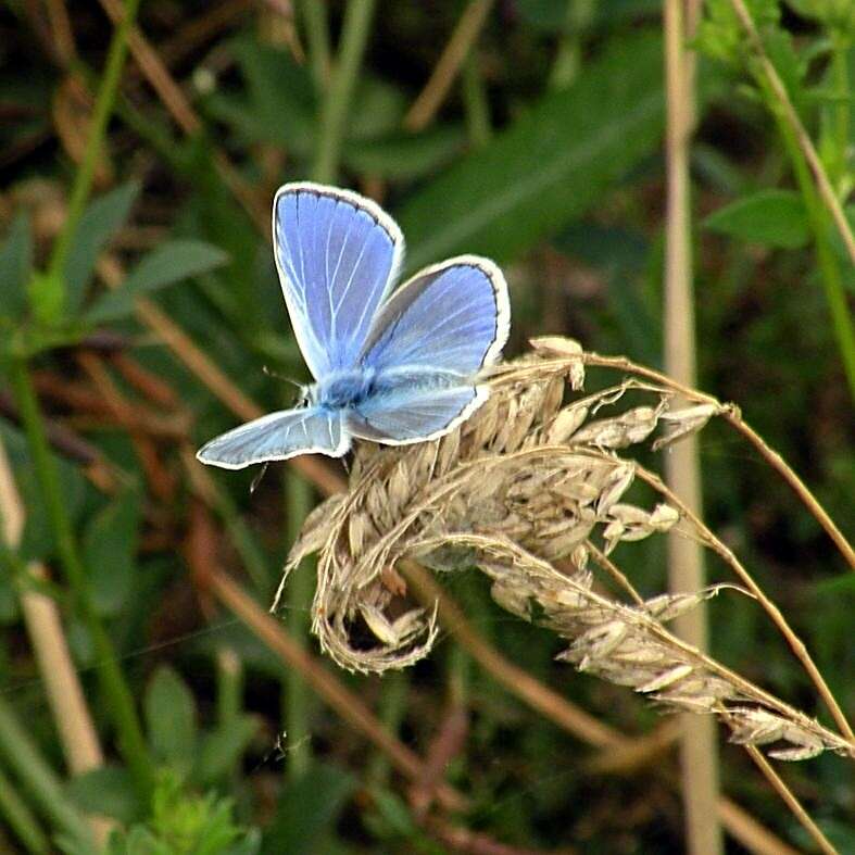 Image of common blue