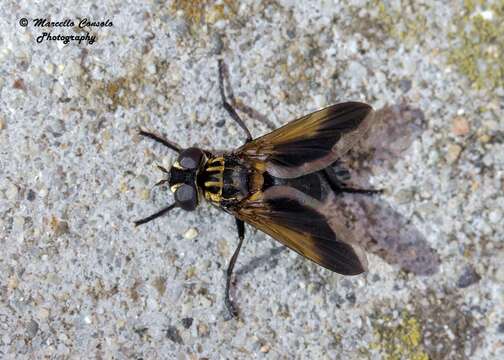 Image of Tachinid fly