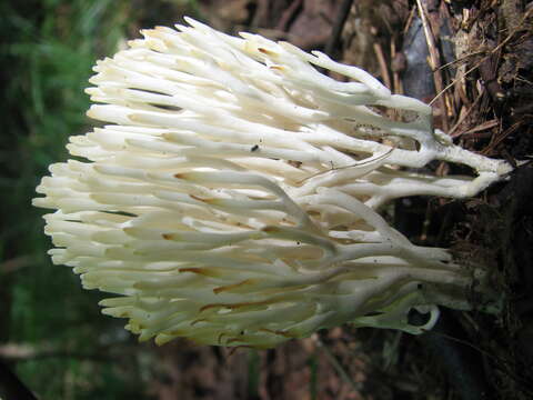 Image of Ramariopsis kunzei (Fr.) Corner 1950