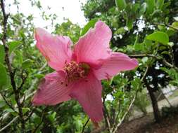 Image of Philip Island hibiscus