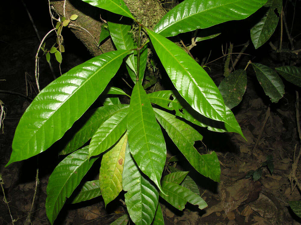 Image de Rustia occidentalis (Benth.) Hemsl.