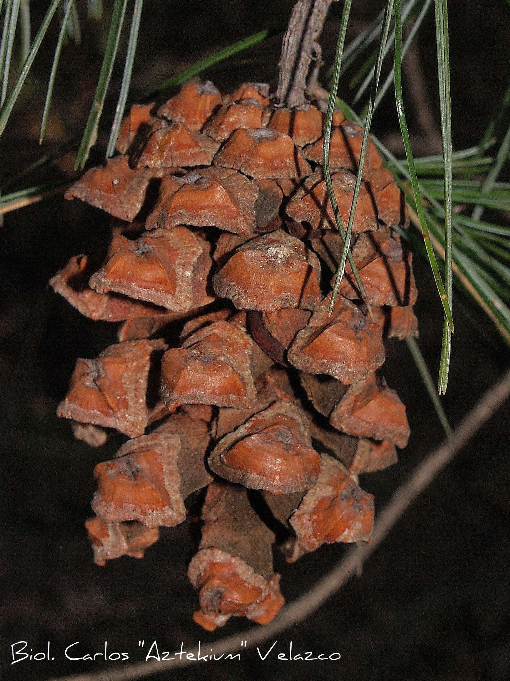 Image de Pinus pinceana Gordon