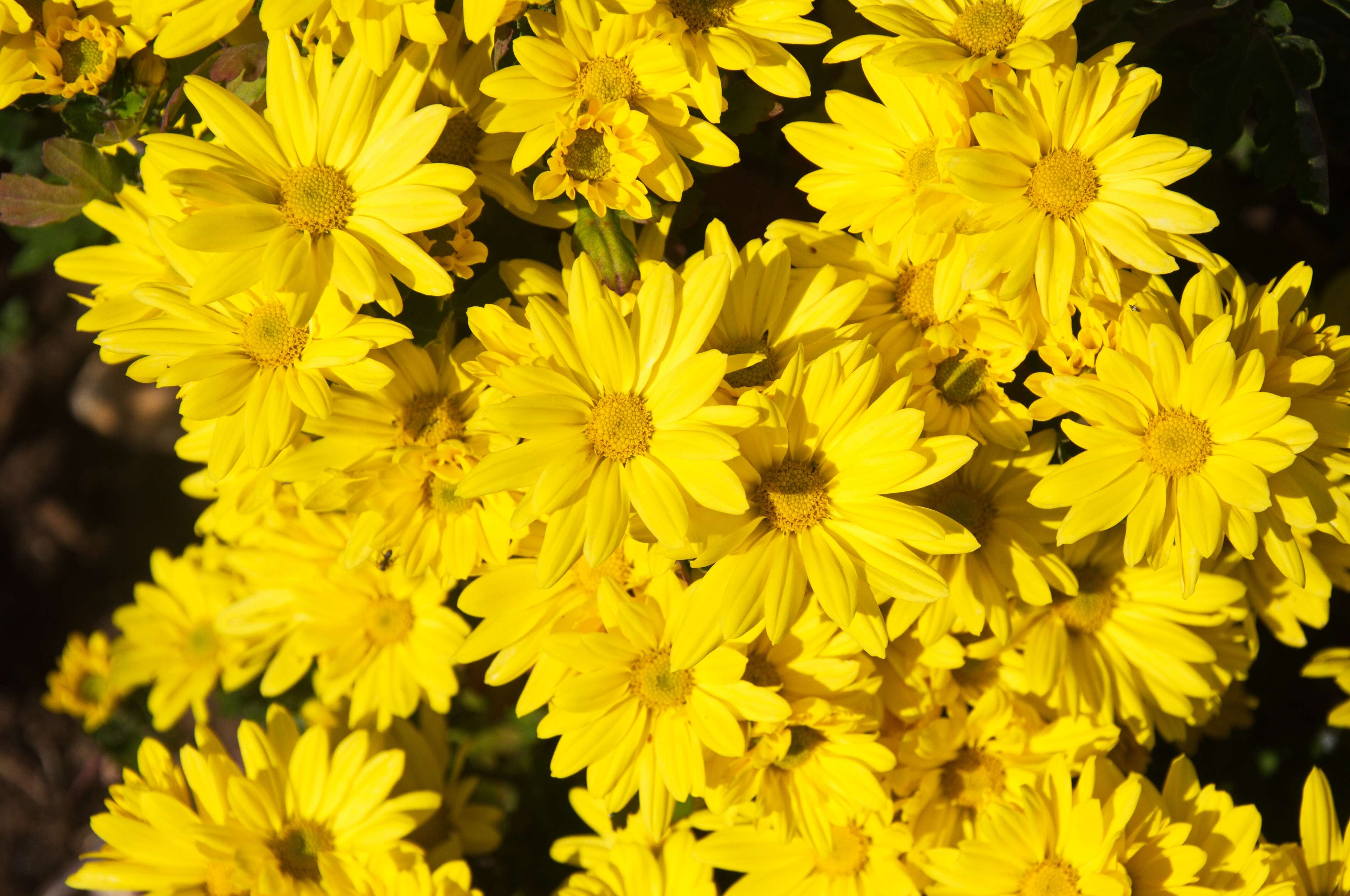 Image of Asteraceae