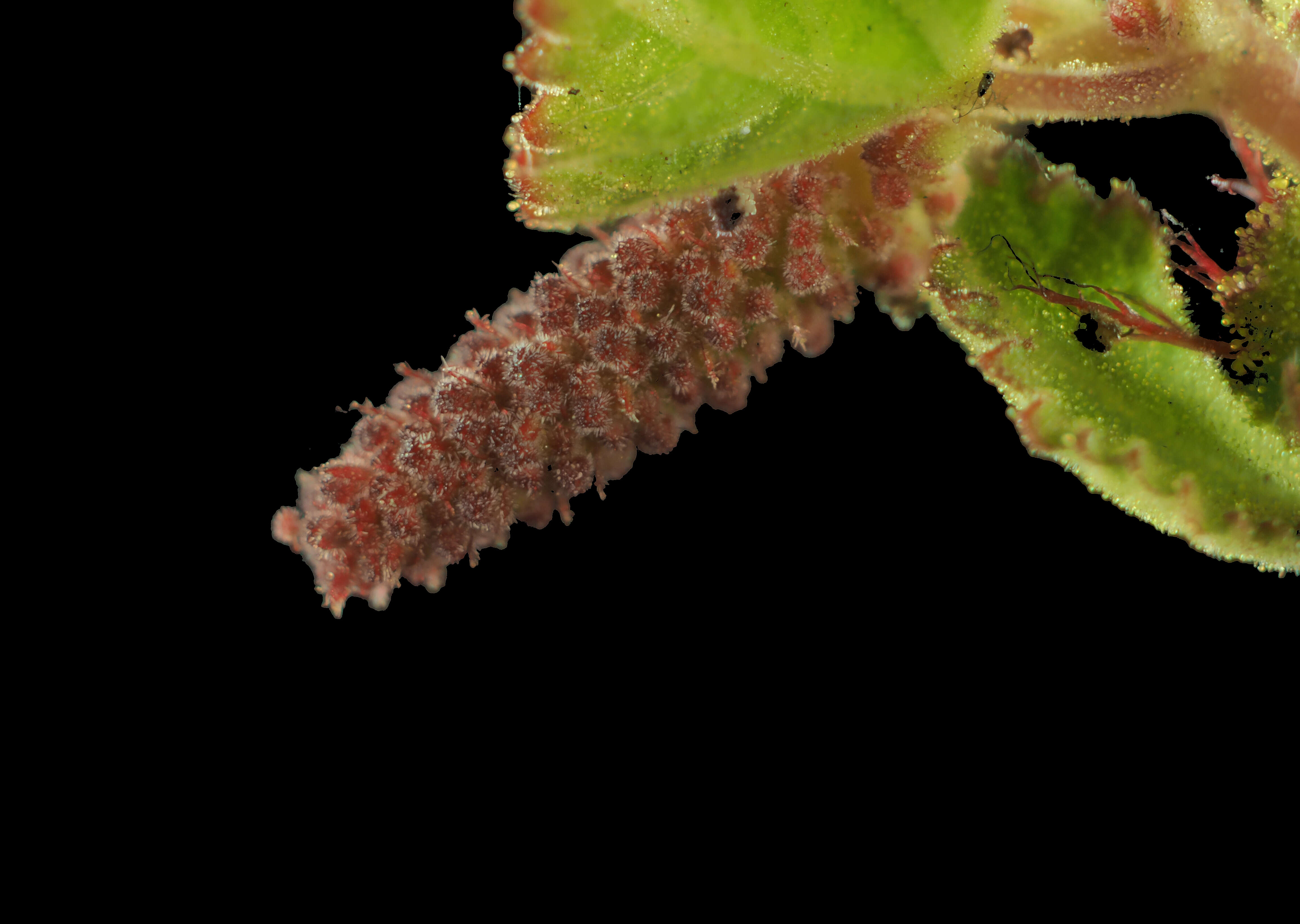 Image of California copperleaf