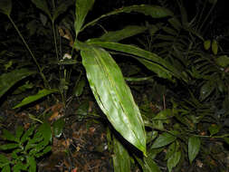 Image of Cyclanthus