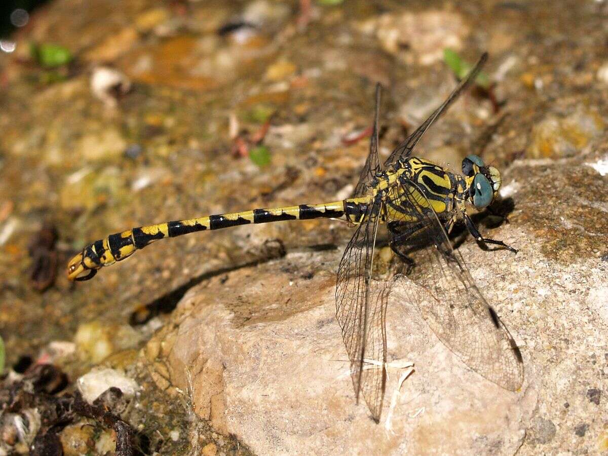 Image of Onychogomphus Selys 1854