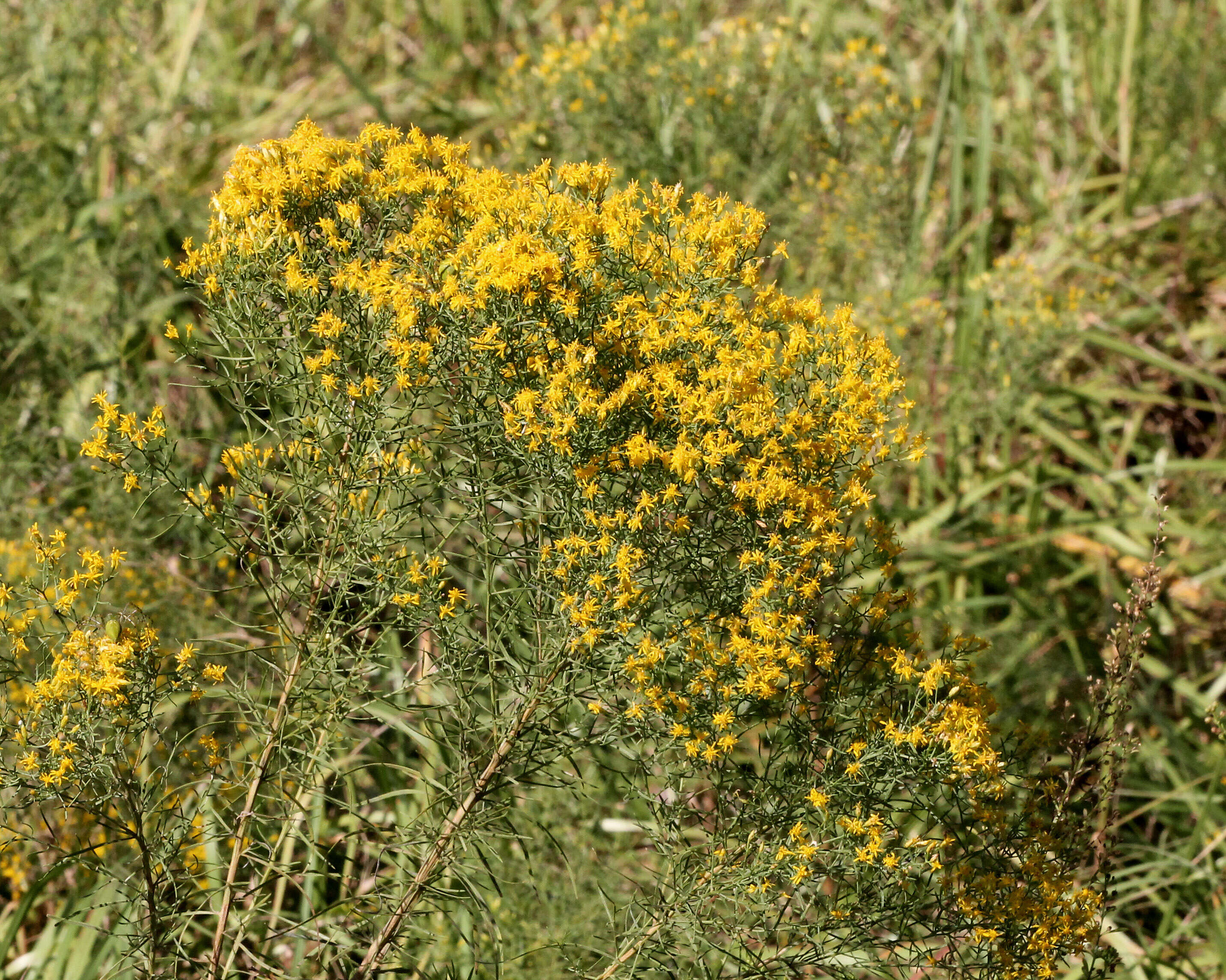 Image of Slender Goldentop