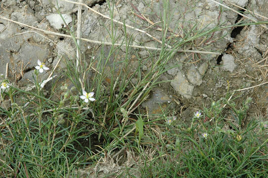 Image of Spergularia media subsp. angustata (Clavaud) Kerguelen & Lambinon
