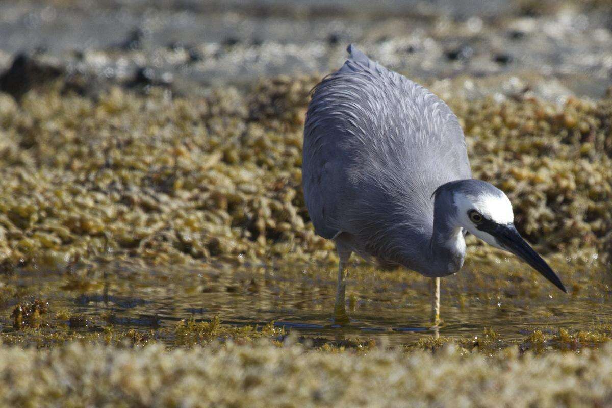 Image of Egretta egretta