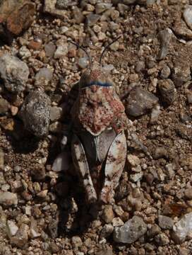 Image of Red-shanked Grasshopper