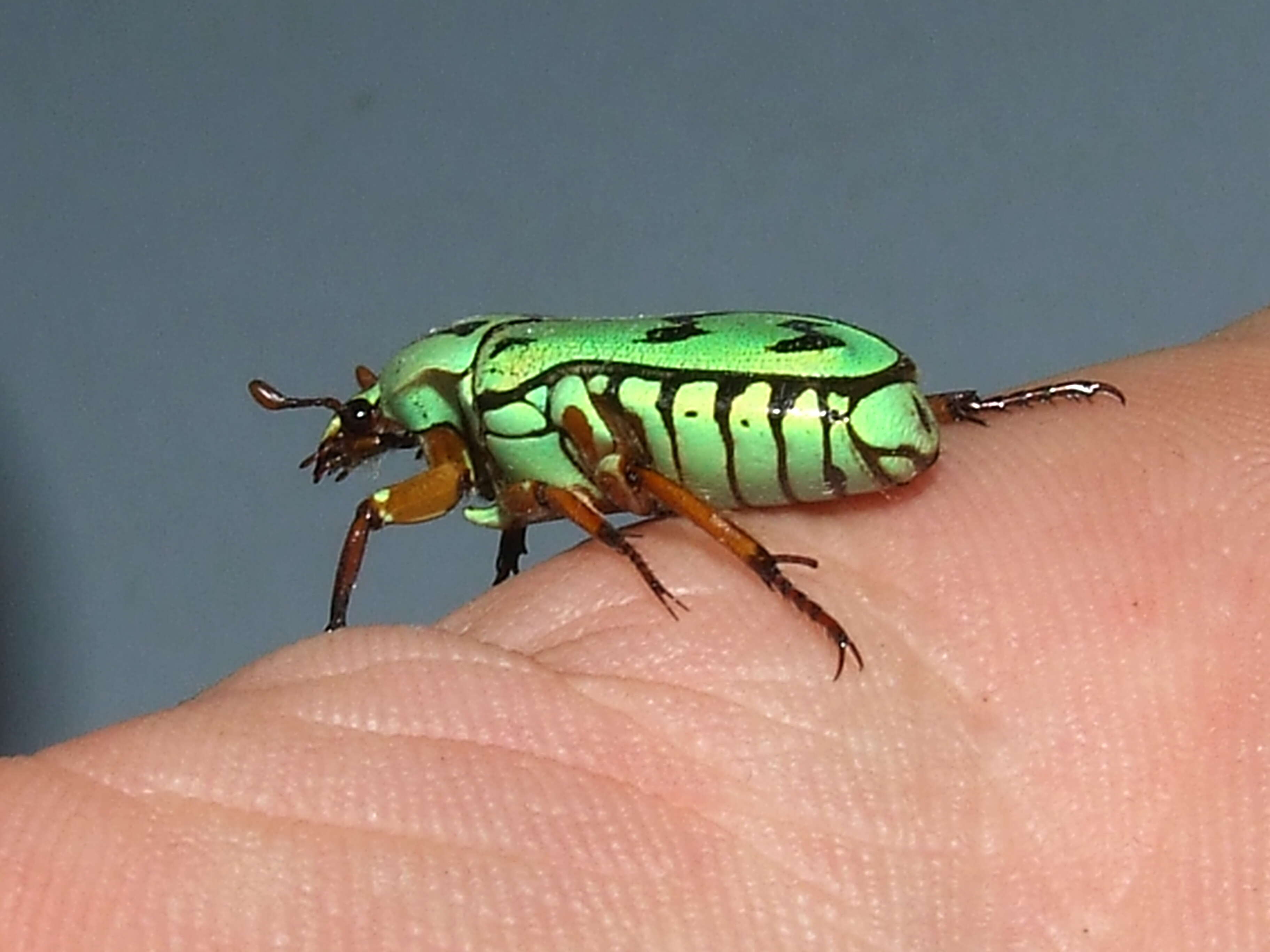 Image of flower chafers (beetles)