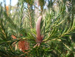 Image of heath-leaf banksia