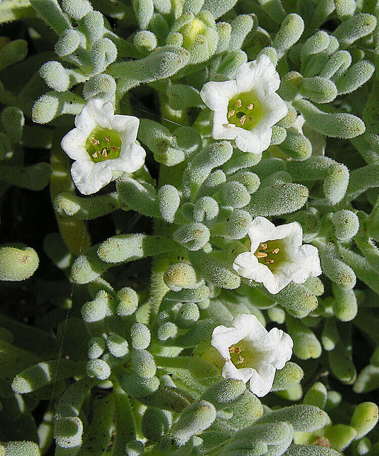 Image of Chilean bell flower