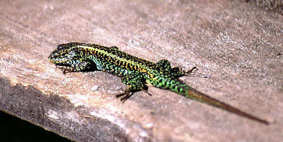 Image of Painted Tree Iguana