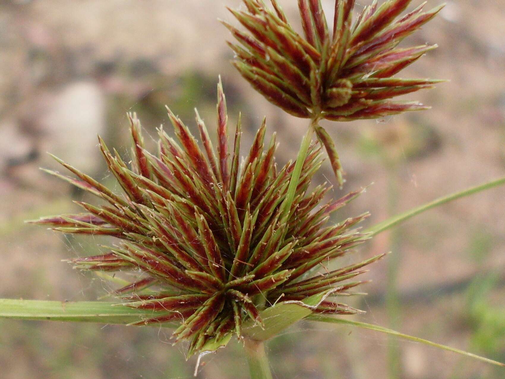 Image of clustered flatsedge