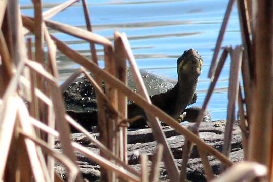 Image of Common Snake-necked Turtle