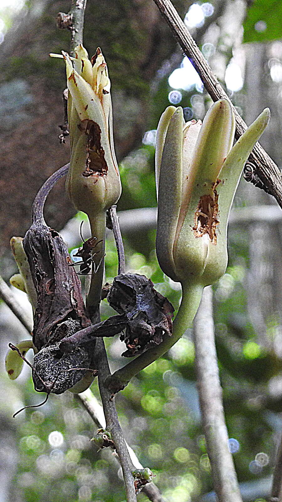 Sivun Passiflora contracta Vitta kuva