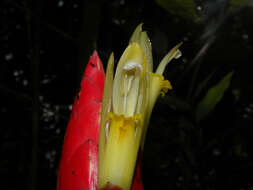 Image of Costus stenophyllus Standl. & L. O. Williams