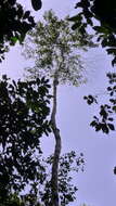 Image of Cordia acutifolia Fresen.