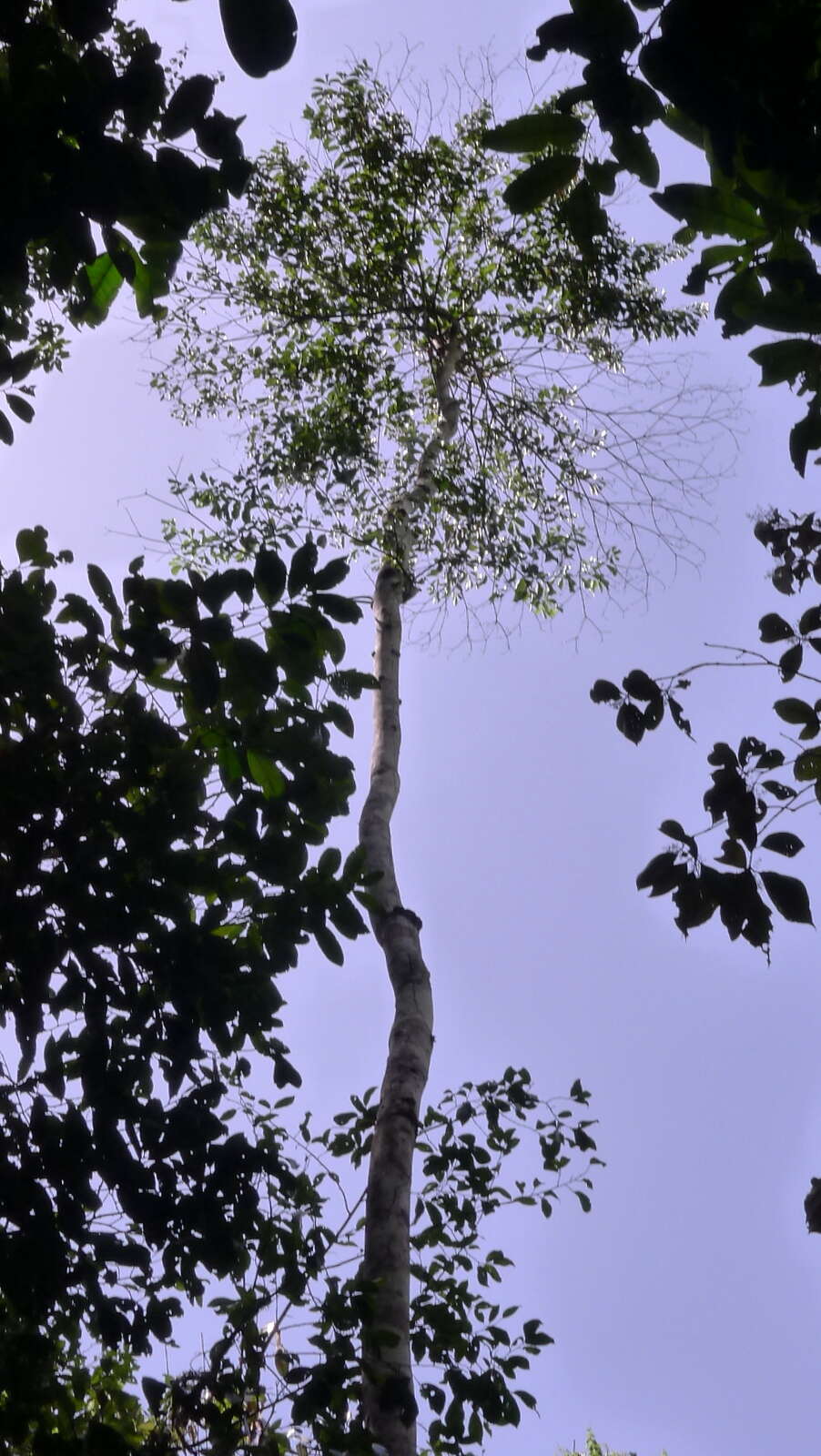 Plancia ëd Cordia acutifolia Fresen.