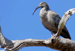 Image of Plumbeous Ibis