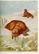 Image of walruses