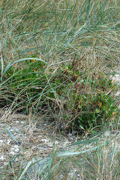 Image of sea beet