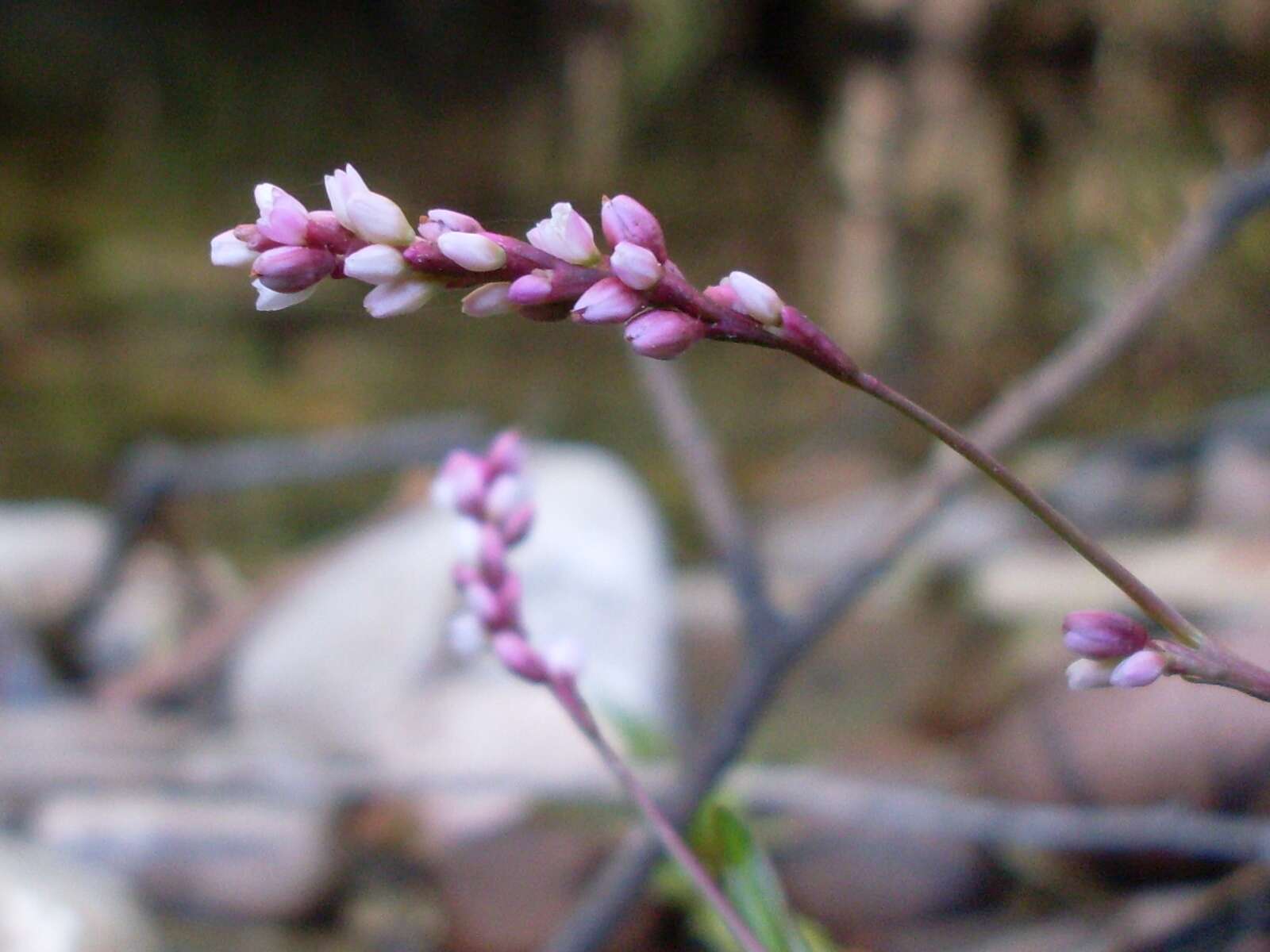 Image of Pinkweeds