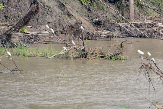 Image of Snowy Egret